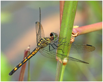 Micrathyria stawiarskii femelle, Dot-tailed Dasher female